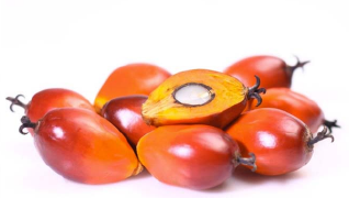 Tandan Buah Segar